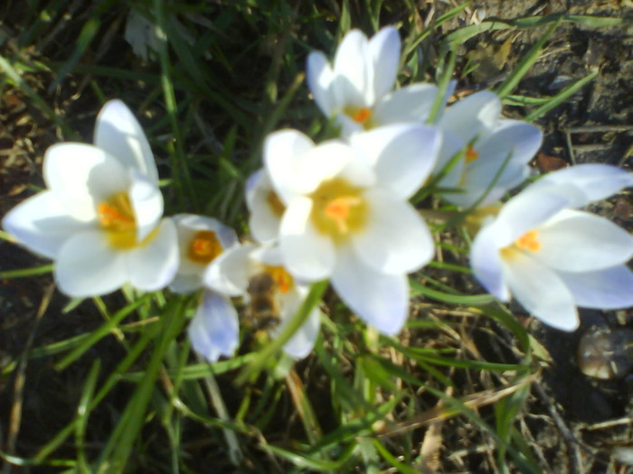 DSC04341 - crocus -de vanzare