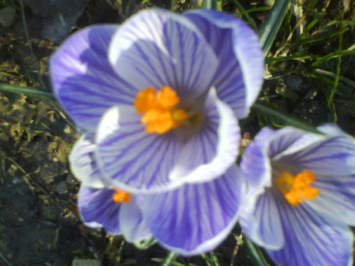 DSC04342 - crocus -de vanzare