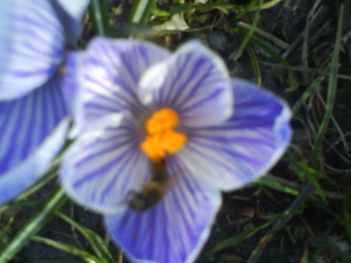 DSC04343 - crocus -de vanzare