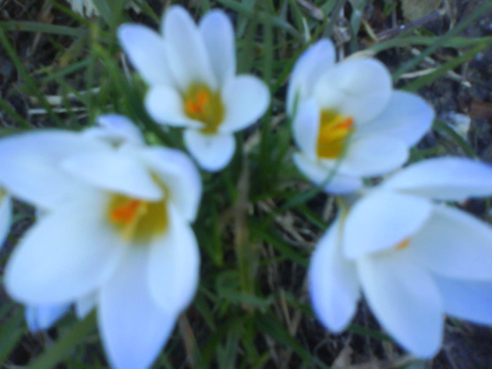 DSC04346 - crocus -de vanzare