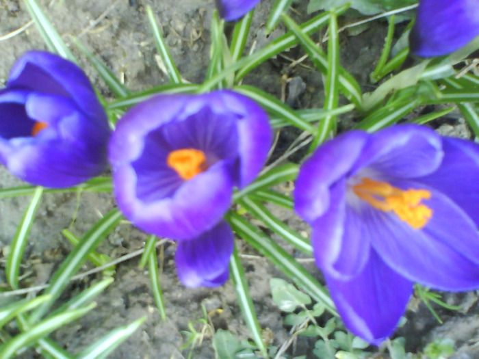 DSC04317 - crocus -de vanzare