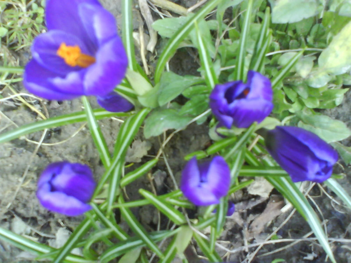 DSC04318 - crocus -de vanzare