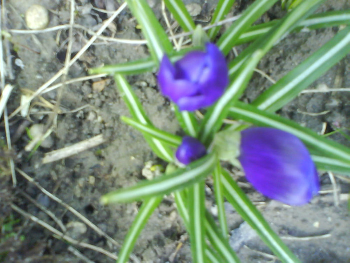 DSC04319 - crocus -de vanzare