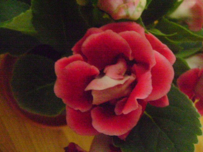  - GESNERIACEAE