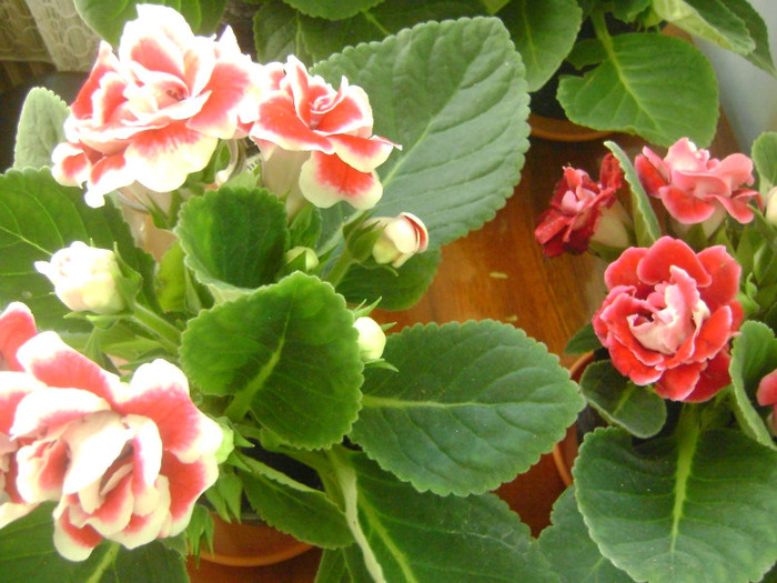  - GESNERIACEAE