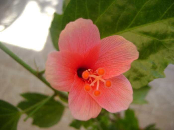  - hibiscus Tiny Tina