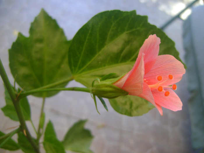  - hibiscus Tiny Tina