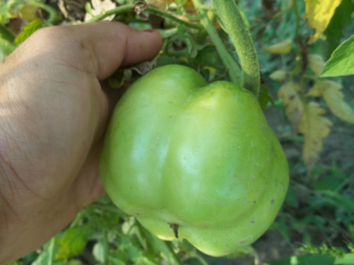 tomate gogosar - SEMINTE 2011