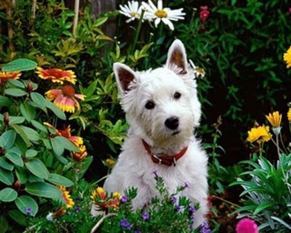 West Highland Terrier - animale si pasari