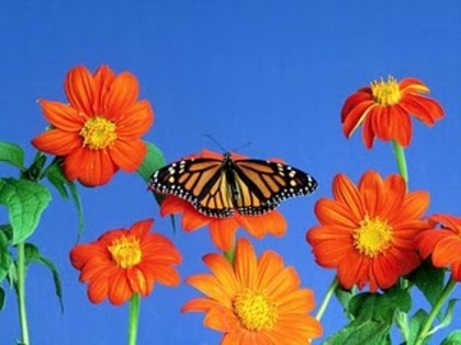 Flowerses_and_butterfly_-_Desktop_Wallpapers - peisaje si poze cu flori