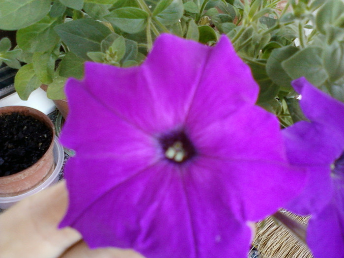 my pictures- 1 sept 2011 029; petunia mov
