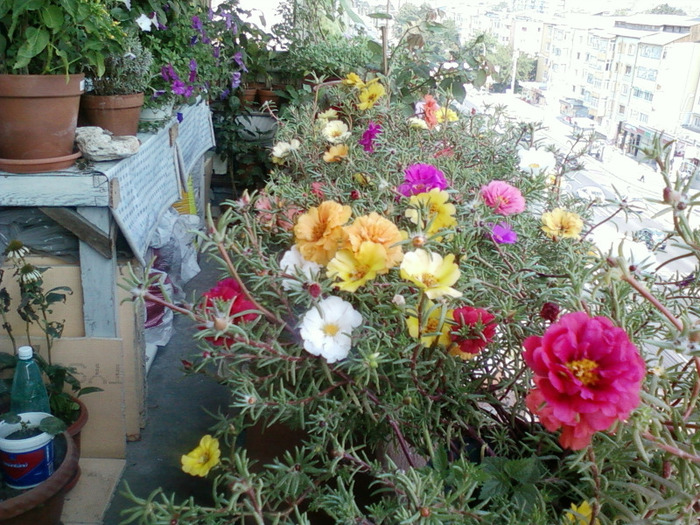 my pictures- 1 sept 2011 072; portulaca grandiflora...
