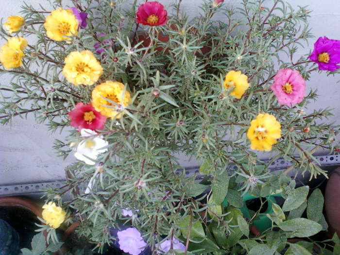 my pictures- 1 sept 2011 069 - portulaca