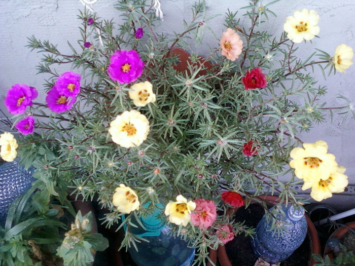 my pictures- 1 sept 2011 070 - portulaca