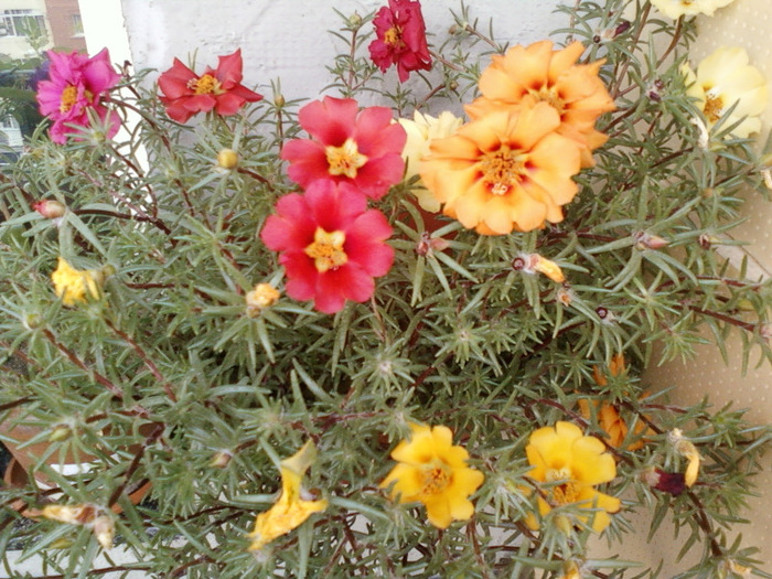 my pictures-27 august 2011 061 - portulaca