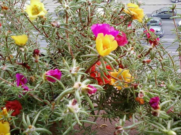 my pictures-27 august 2011 063 - portulaca