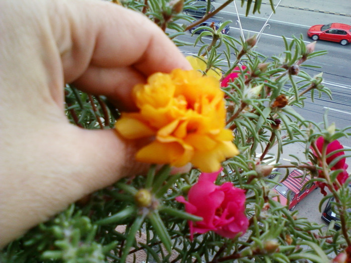 my pictures-27 august 2011 081 - portulaca