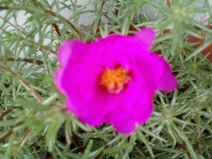 my pictures-27 august 2011 082 - portulaca