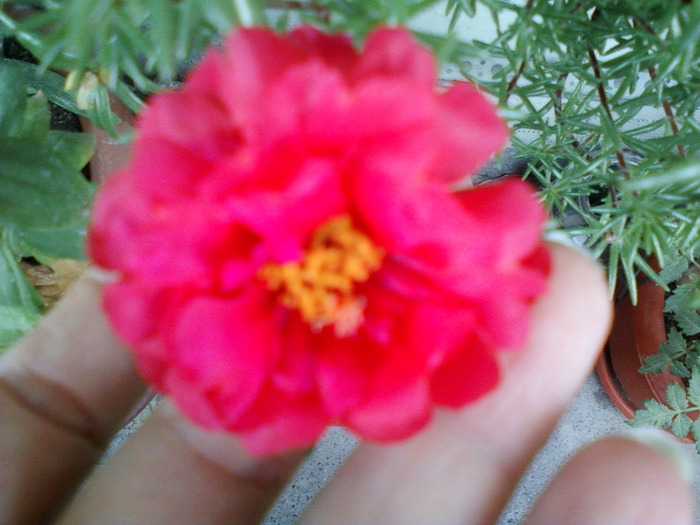 my pictures-27 august 2011 083 - portulaca
