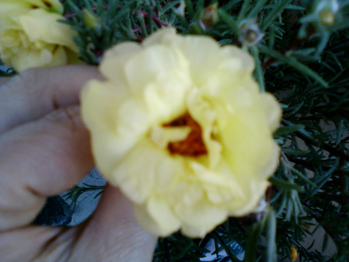 my pictures- 1 sept 2011 022 - portulaca