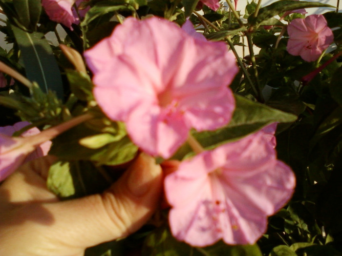 my pictures- 1 sept 2011 032 - mirabilis jalapa