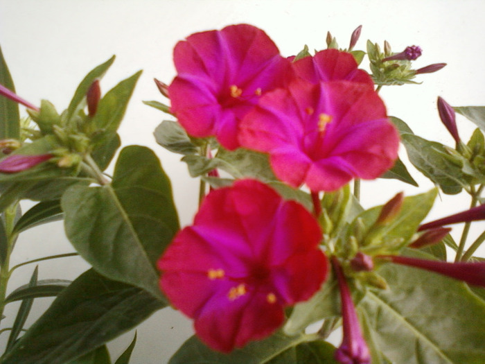 my picture-august 2011 012 - mirabilis jalapa