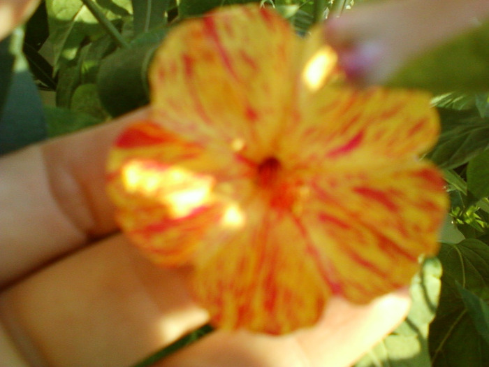 my pictures- 1 sept 2011 033 - mirabilis jalapa