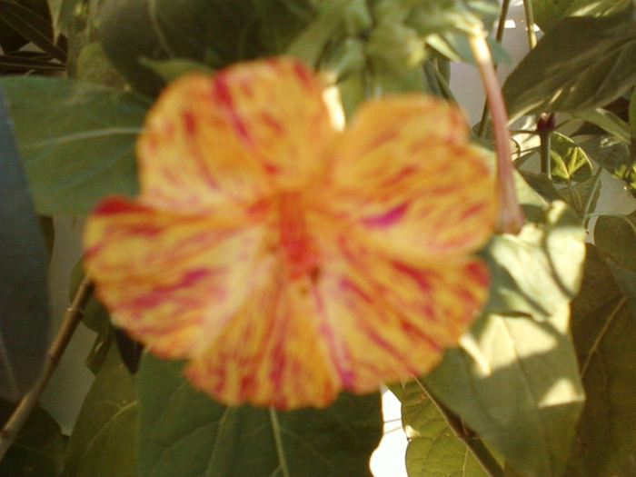 my pictures- 1 sept 2011 034 - mirabilis jalapa