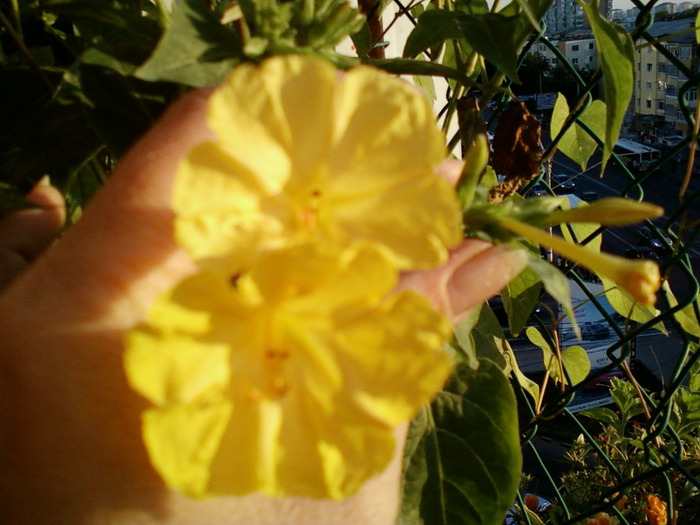 my pictures- 1 sept 2011 035 - mirabilis jalapa