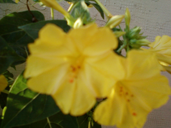 my pictures- 1 sept 2011 045 - mirabilis jalapa