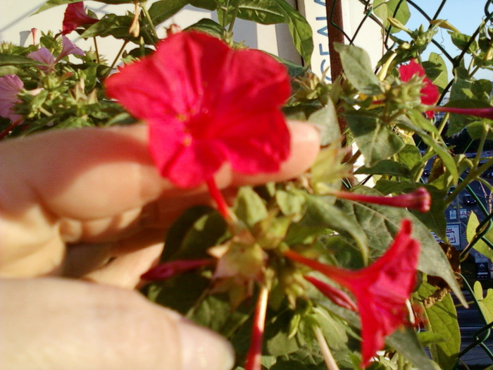 my pictures- 1 sept 2011 042 - mirabilis jalapa