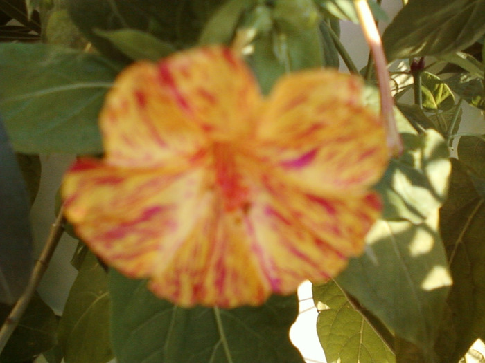 my pictures- 1 sept 2011 041 - mirabilis jalapa