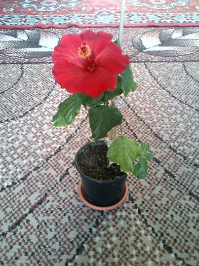 my pictures- 1 sept 2011 086 - hibiscus