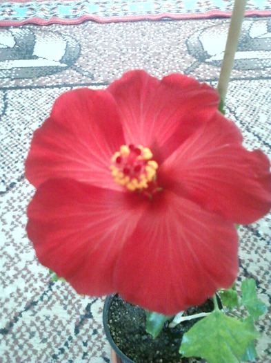 my pictures- 1 sept 2011 087 - hibiscus