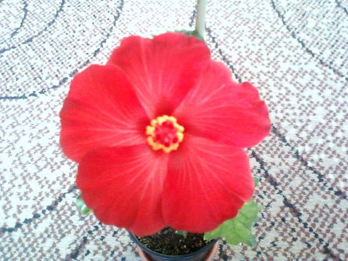 my pictures- 1 sept 2011 088 - hibiscus