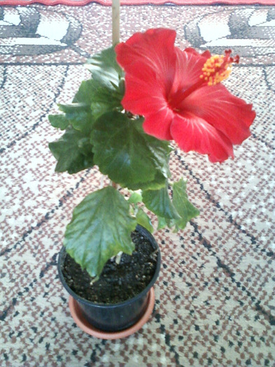 my pictures- 1 sept 2011 089 - hibiscus