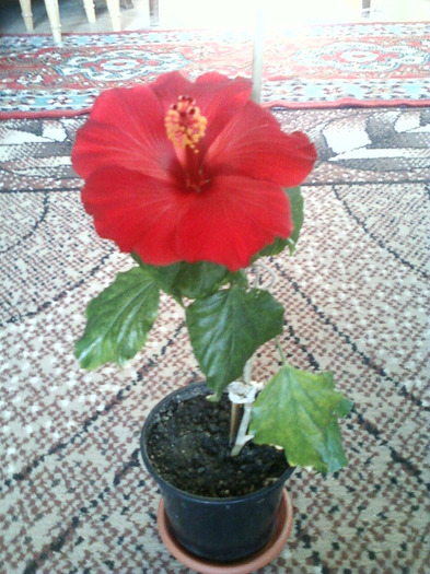 my pictures- 1 sept 2011 090 - hibiscus