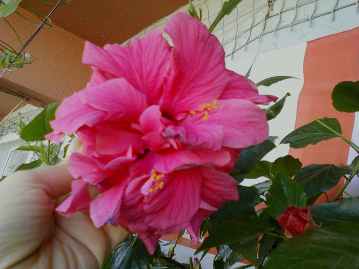 my pictures- 1 sept 2011 019; trndafirul roz batut
