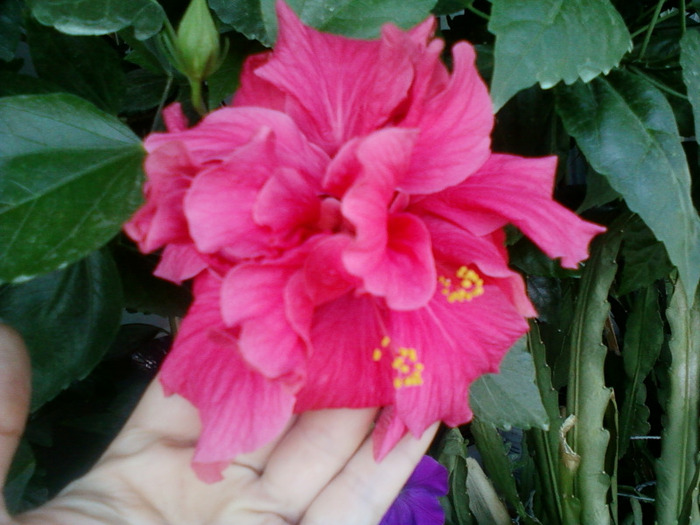 my pictures- 1 sept 2011 059 - hibiscus