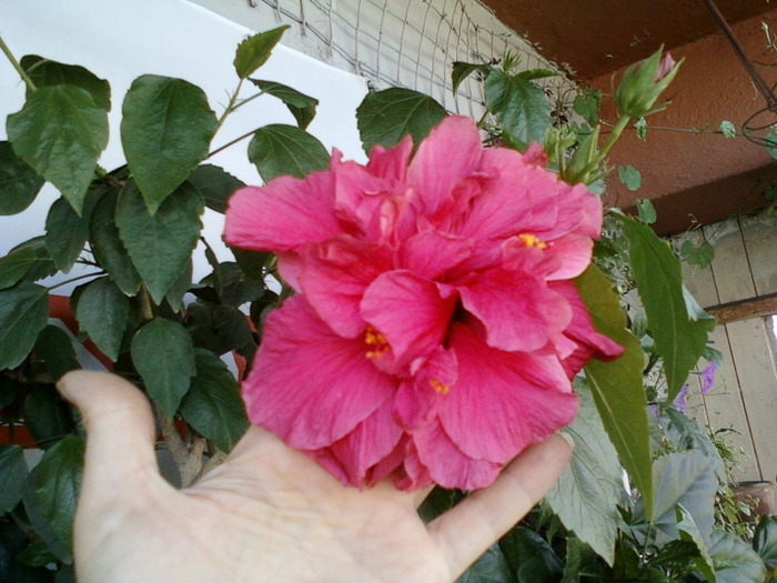 my pictures-27 august 2011 109 - hibiscus