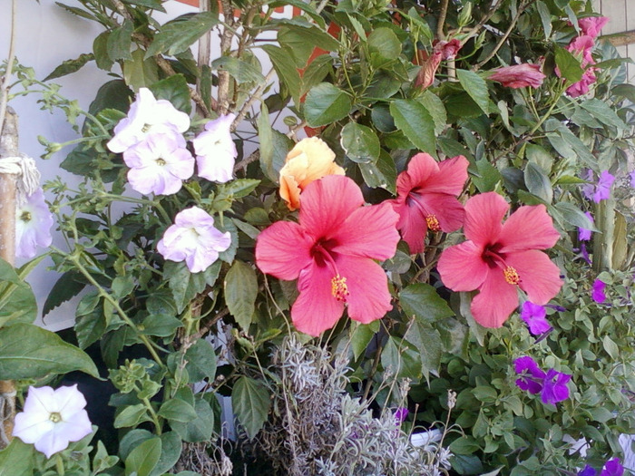 my picture-august 2011 066 - hibiscus