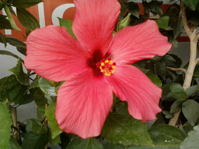 my pictures-27 august 2011 066 - hibiscus