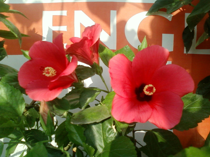 my picture-august 2011 043 - hibiscus