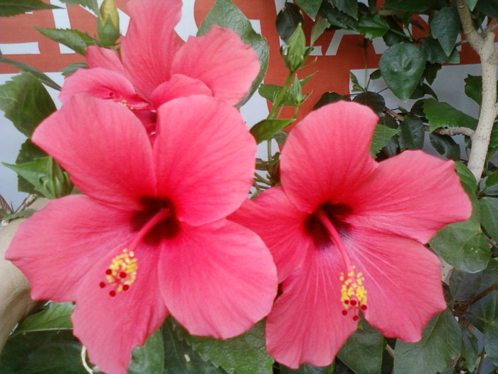 my picture-august 2011 059 - hibiscus