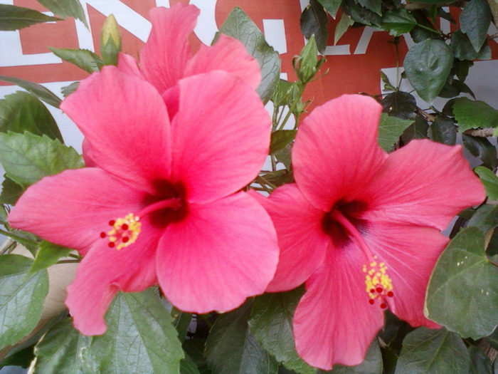 my picture-august 2011 058 - hibiscus