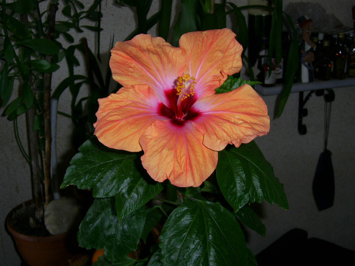 pictures done by g-august 2011 032 - hibiscus