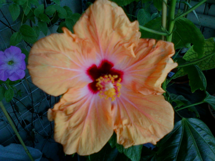 my pictures- 1 sept 2011 017 - hibiscus