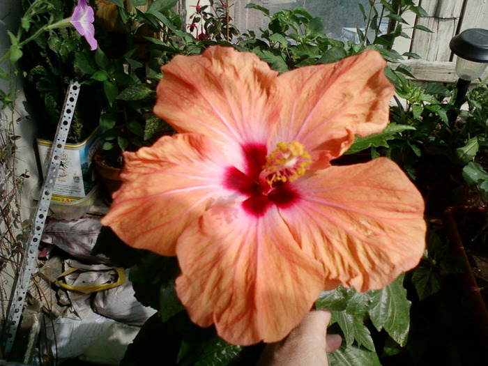 hibi holliday yellow - hibiscus