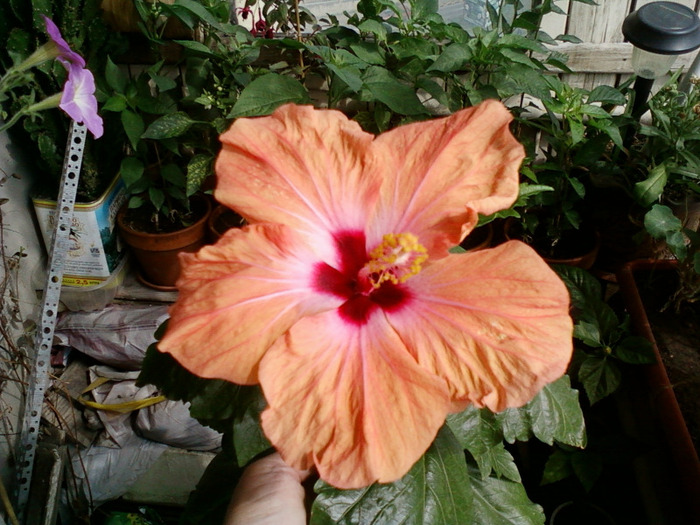 my picture-august 2011 122 - hibiscus