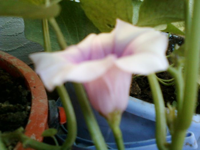 my pictures- 1 sept 2011 053; floare de cartof dulce

